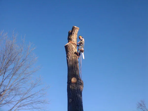 2 Guys Tree Service gallery 2