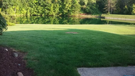 2 Guys Tree Service gallery 7