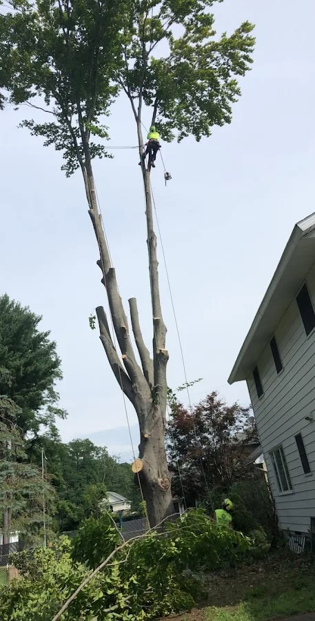 518 cut tree gallery 2
