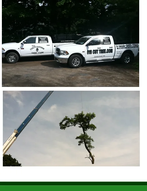 518 cut tree gallery 4