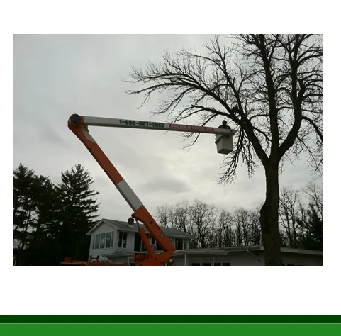 518 cut tree gallery 8