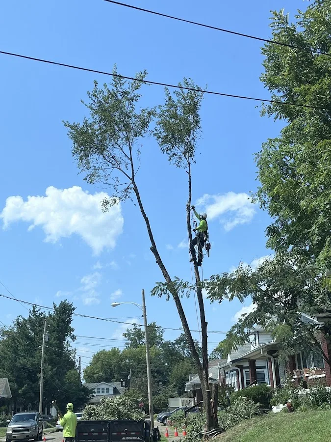 999tree