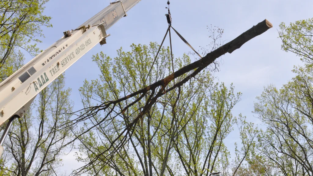 A-AAA Tree Service