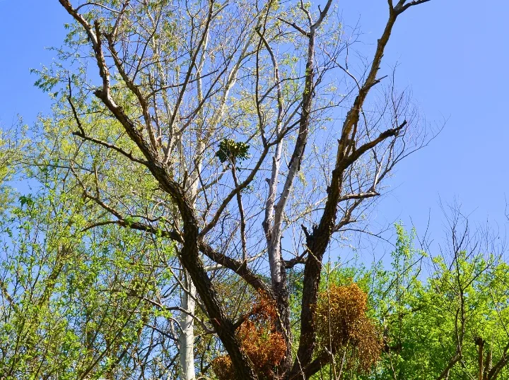 A-AAA Tree Service gallery 2