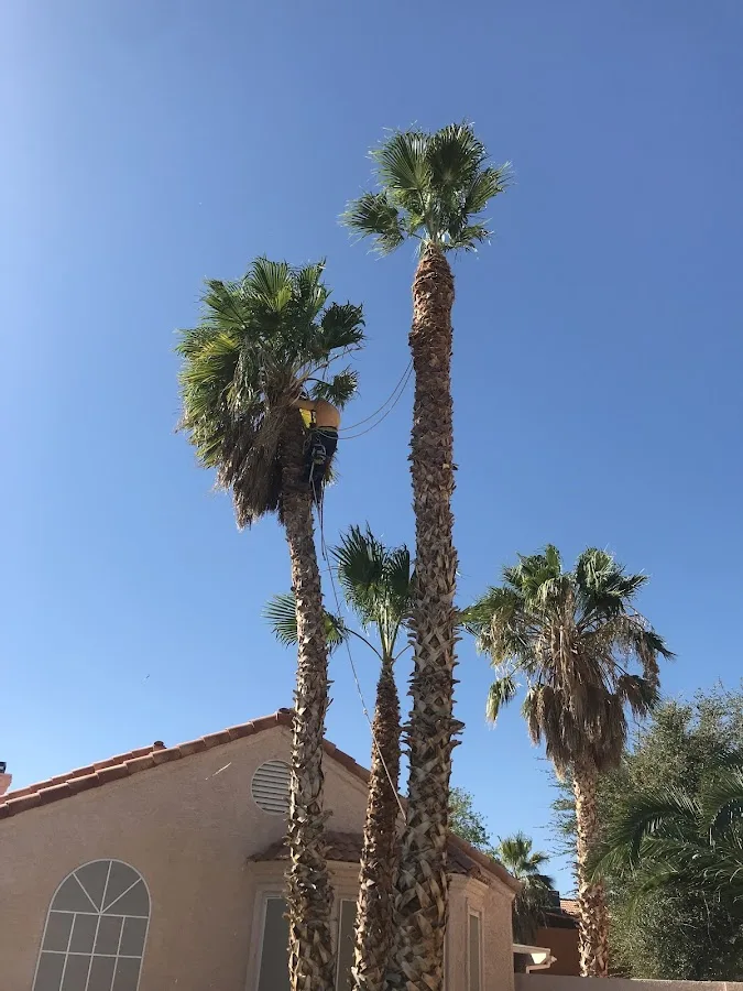 A and L Desert Landscapes Tree Company work site