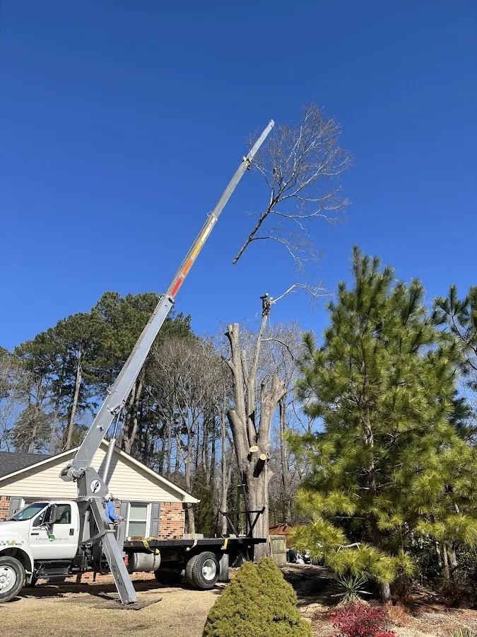 A Atlantic Tree Service gallery 2