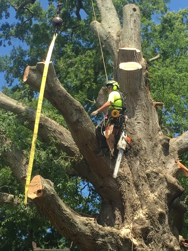 A Atlantic Tree Service gallery 4