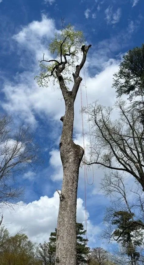 A Atlantic Tree Service gallery 5