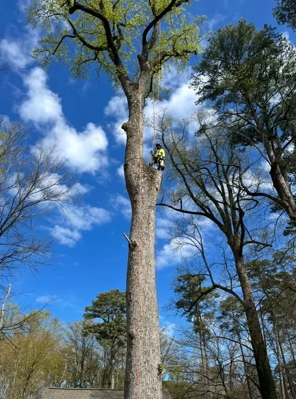 A Atlantic Tree Service gallery 6