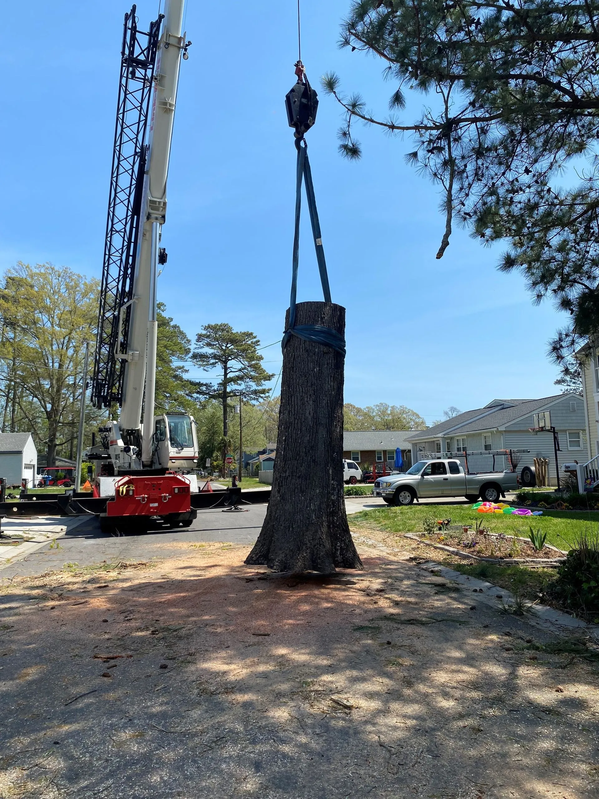A Atlantic Tree Service gallery 7