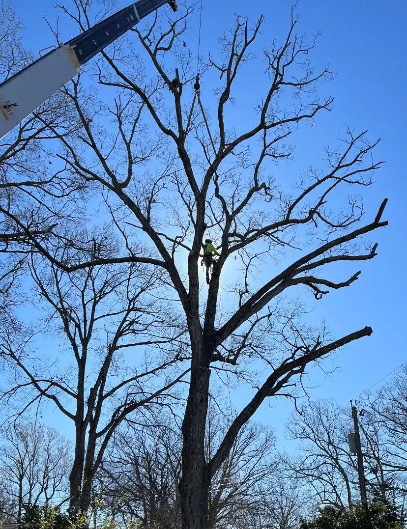 A Atlantic Tree Service gallery 8