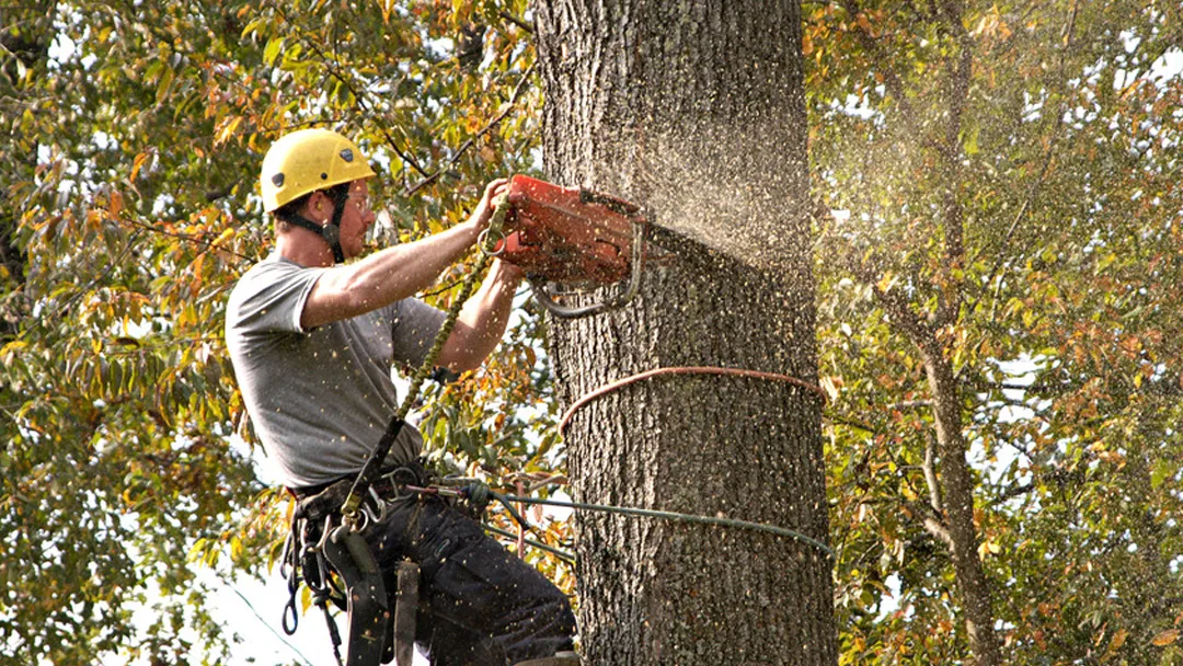 A Better Cut Tree Services, LLC (51 Giles Ave, North Haven, CT): When Tree Work Scope Fits Your Property