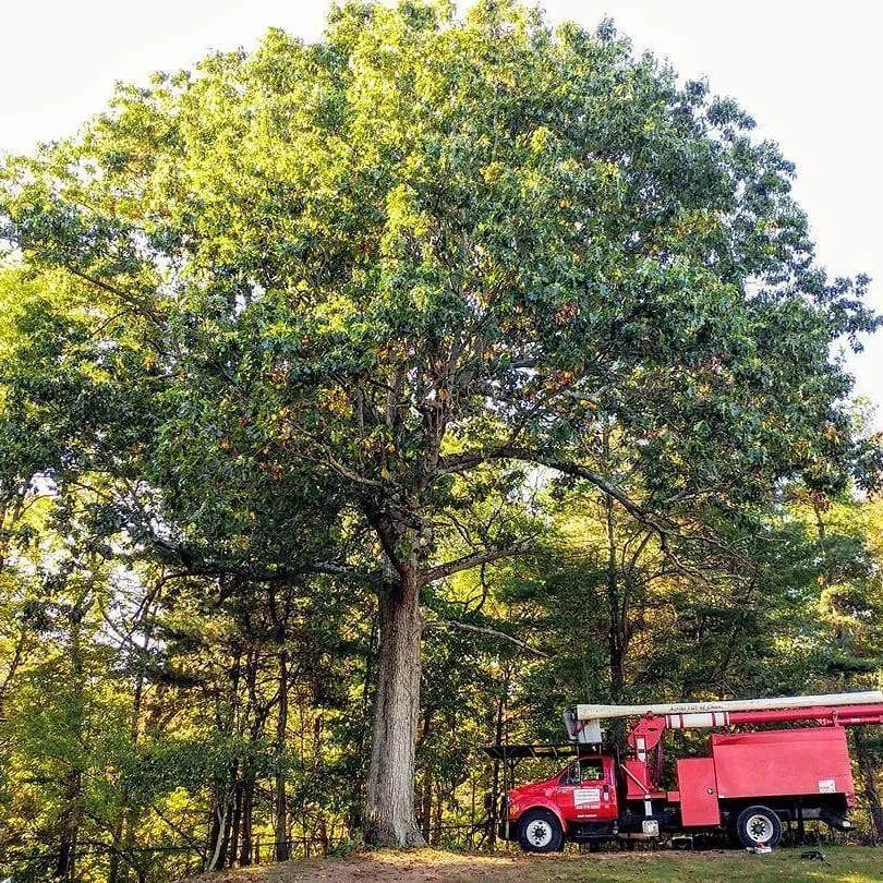 A Cut Above Tree Service LLC