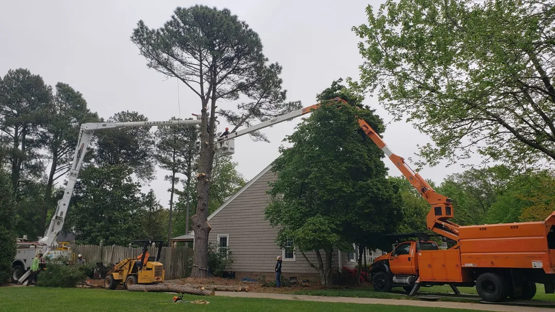 A Top To Bottom Tree & Lawn Service gallery 2