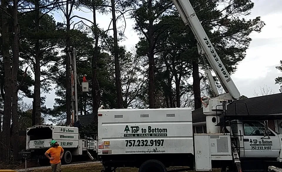 A Top To Bottom Tree & Lawn Service gallery 5