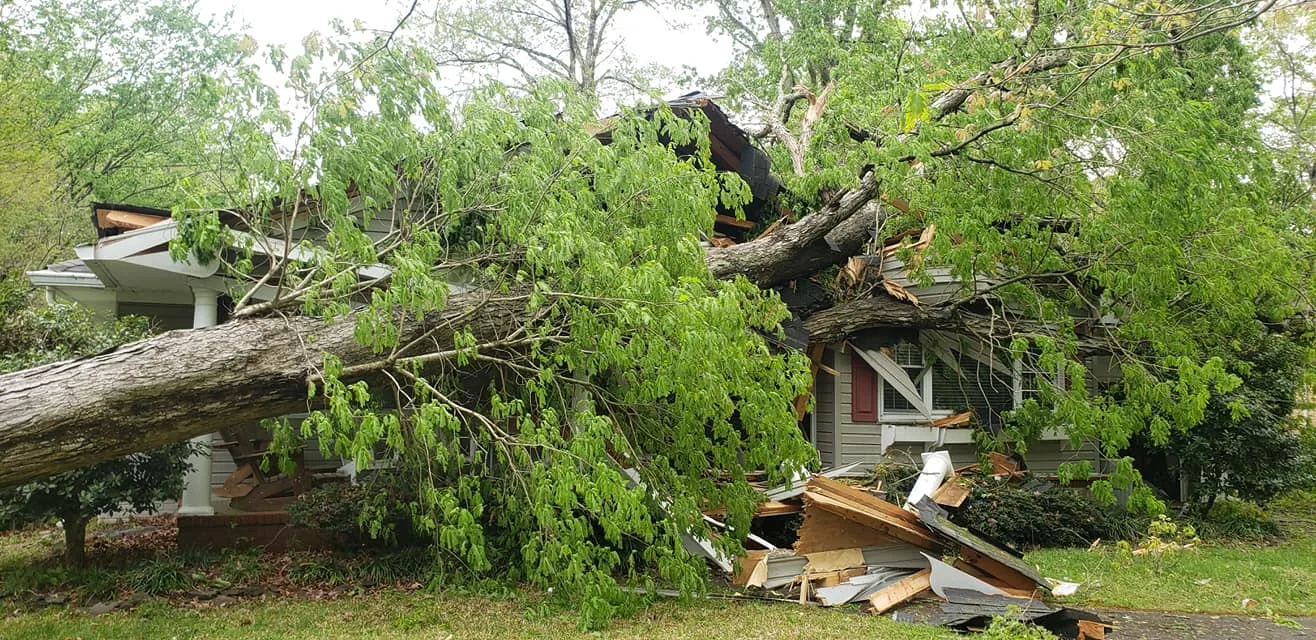 A Top To Bottom Tree & Lawn Service gallery 6