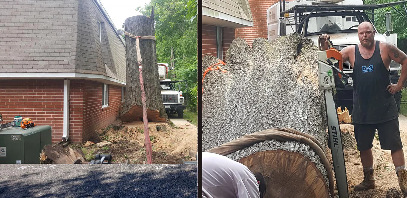 A Top To Bottom Tree & Lawn Service gallery 7