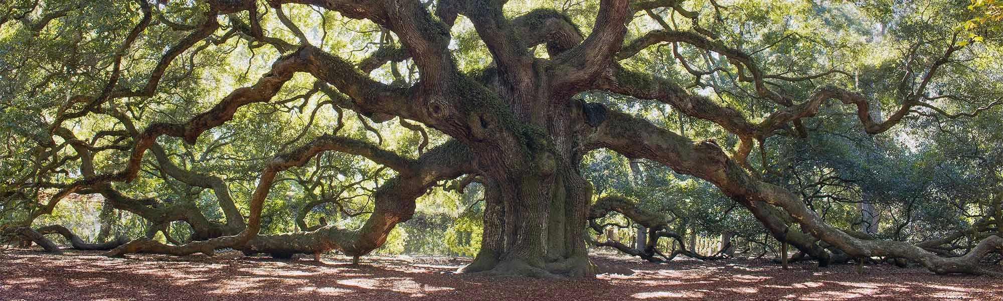 A Tree M.D. LLC gallery 3