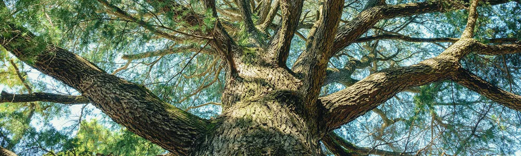 A Tree M.D. LLC gallery 4