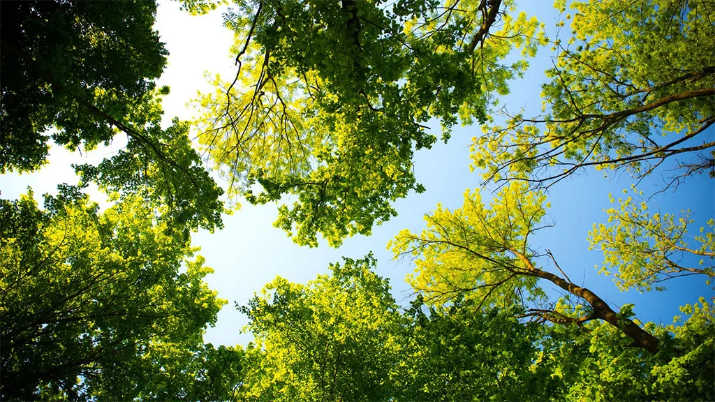 A Tree's Worth Tree Care
