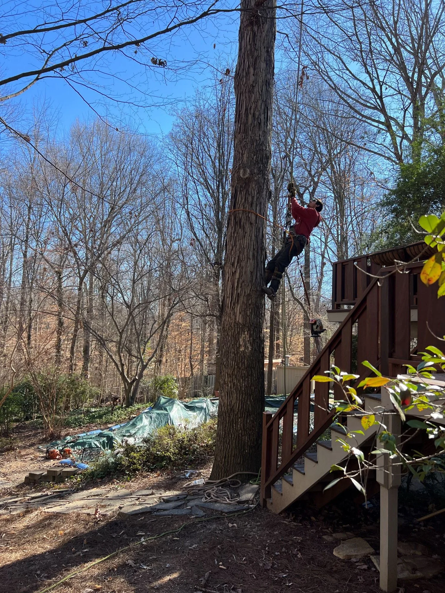 A2Z Solutions Tree Service LLC gallery 5