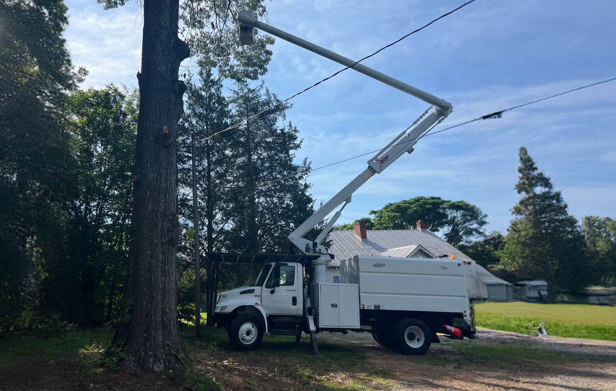 A2Z Solutions Tree Service LLC gallery 6