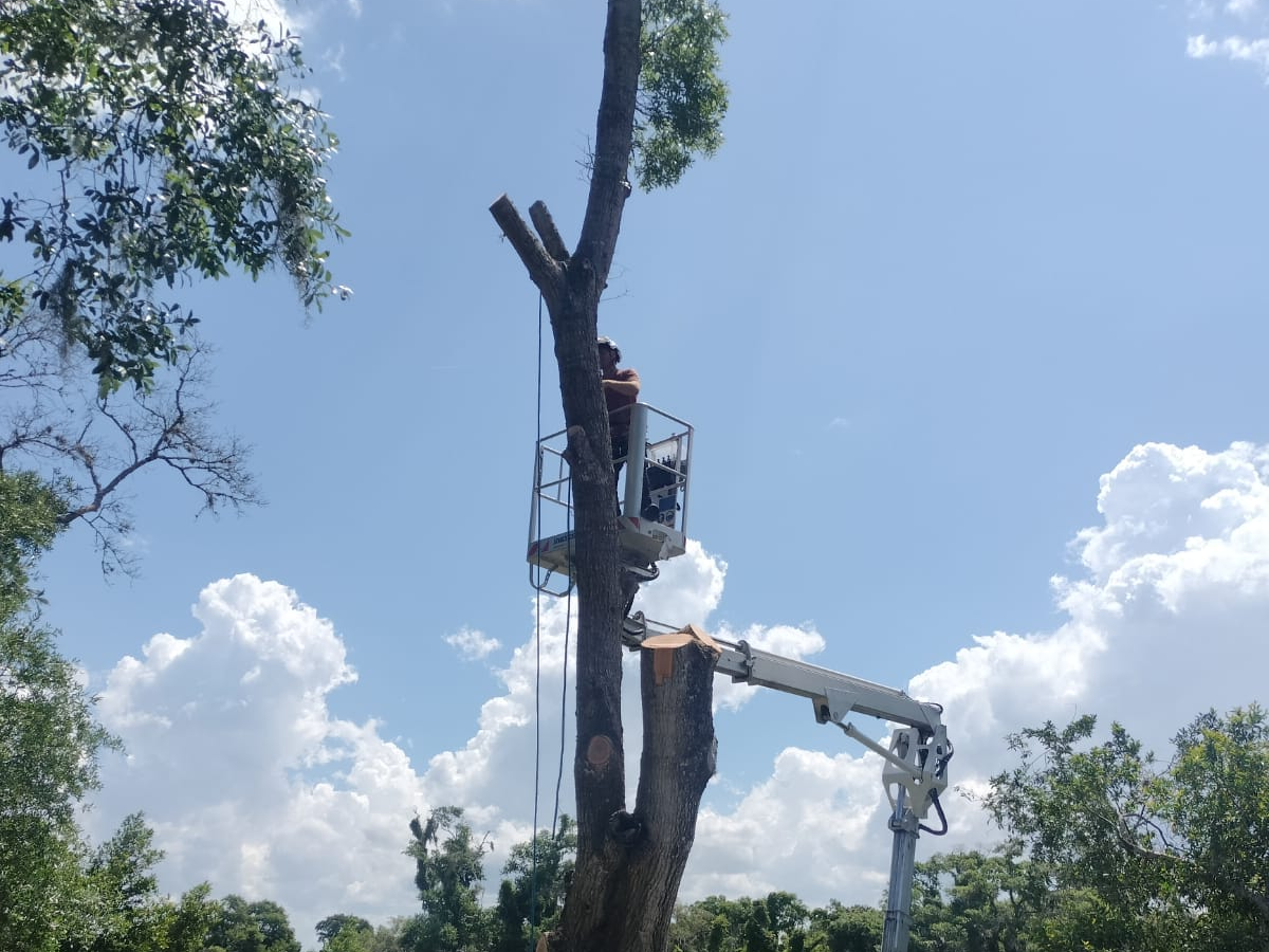 A2Z Solutions Tree Service LLC gallery 7