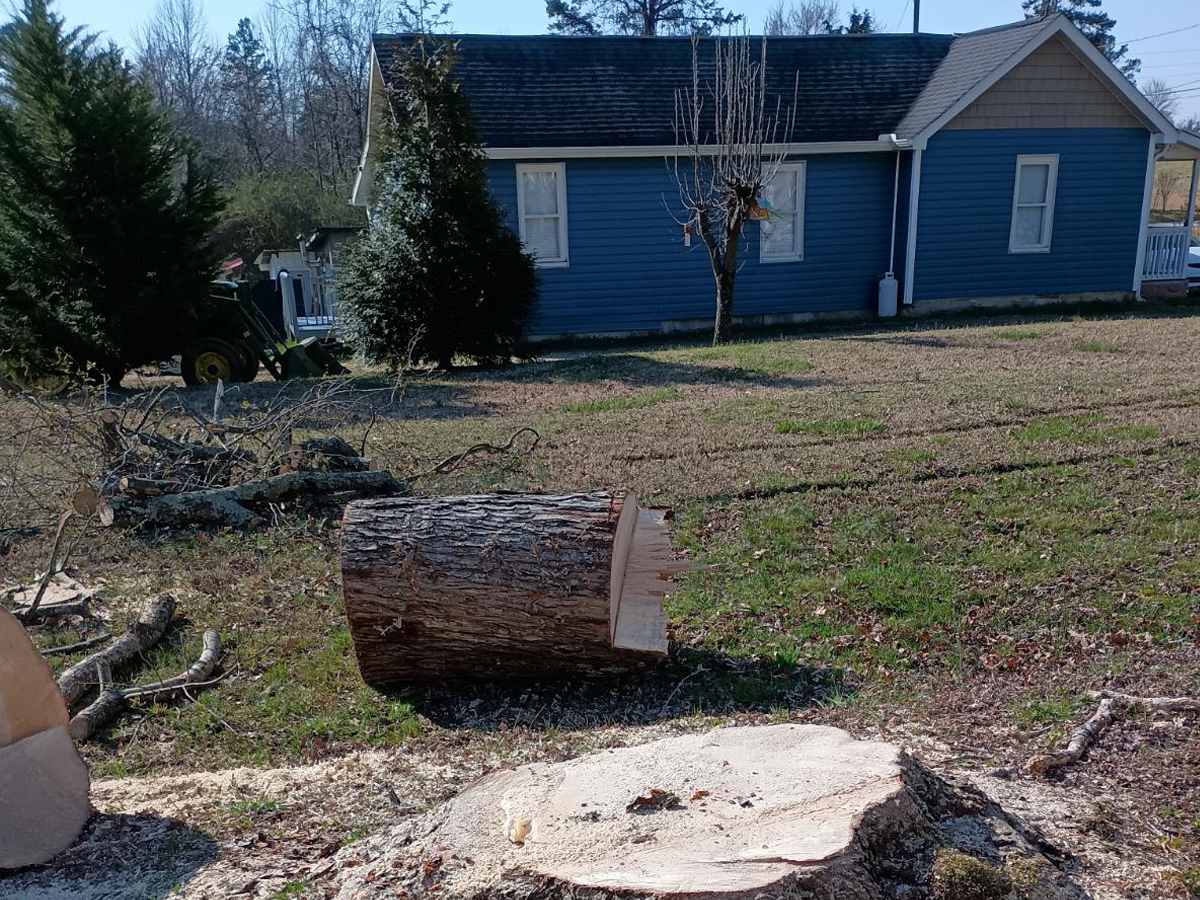 A2Z Solutions Tree Service LLC gallery 8