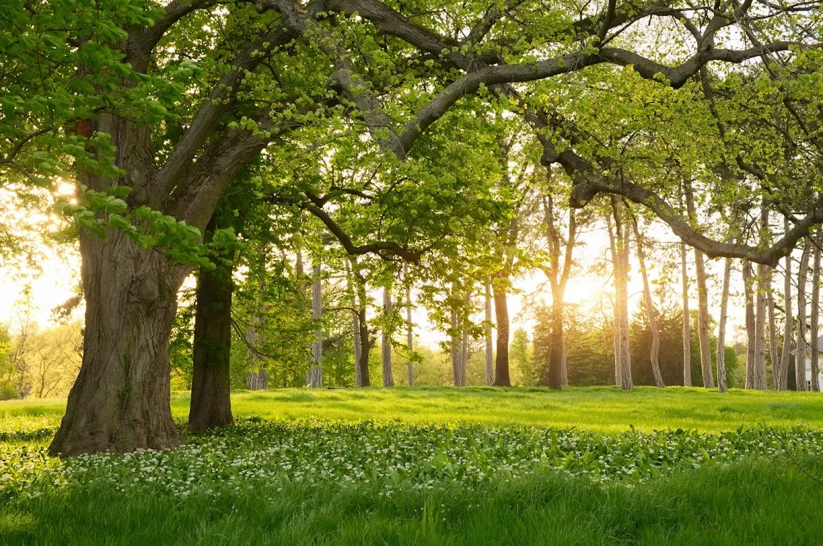 AAA Tree Experts work site