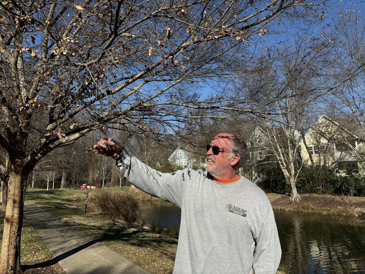 AAA Tree Experts gallery 4