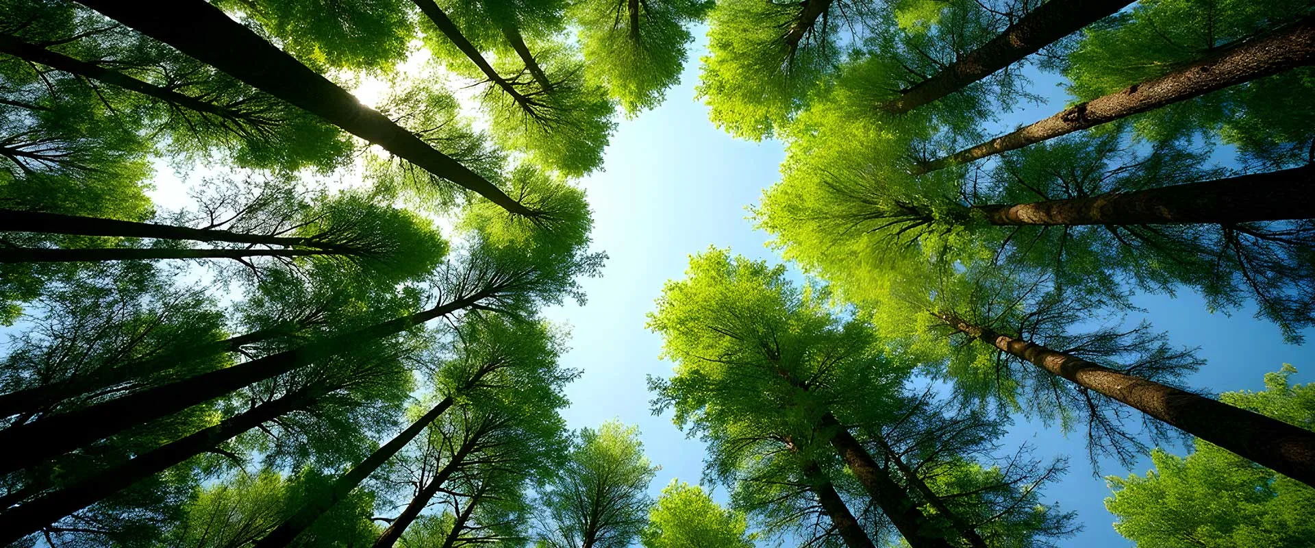 AAA Tree Experts gallery 5