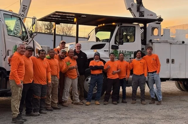 AAA Tree Experts gallery 7