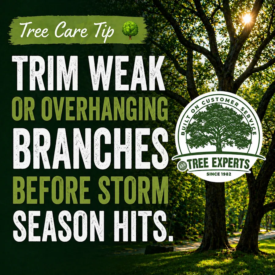 AAA Tree Experts gallery 2