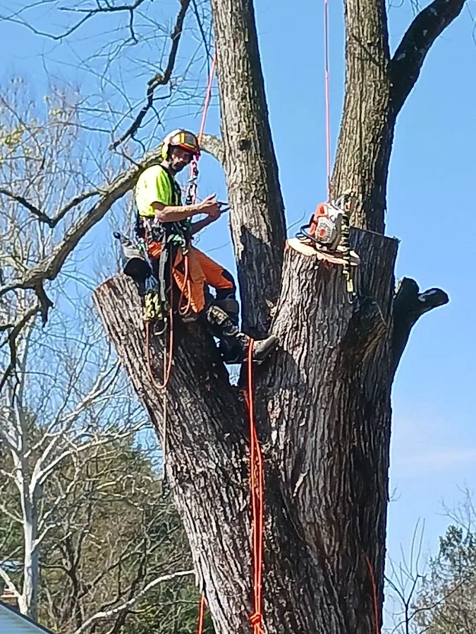 ABC Tree Monkeys LLC