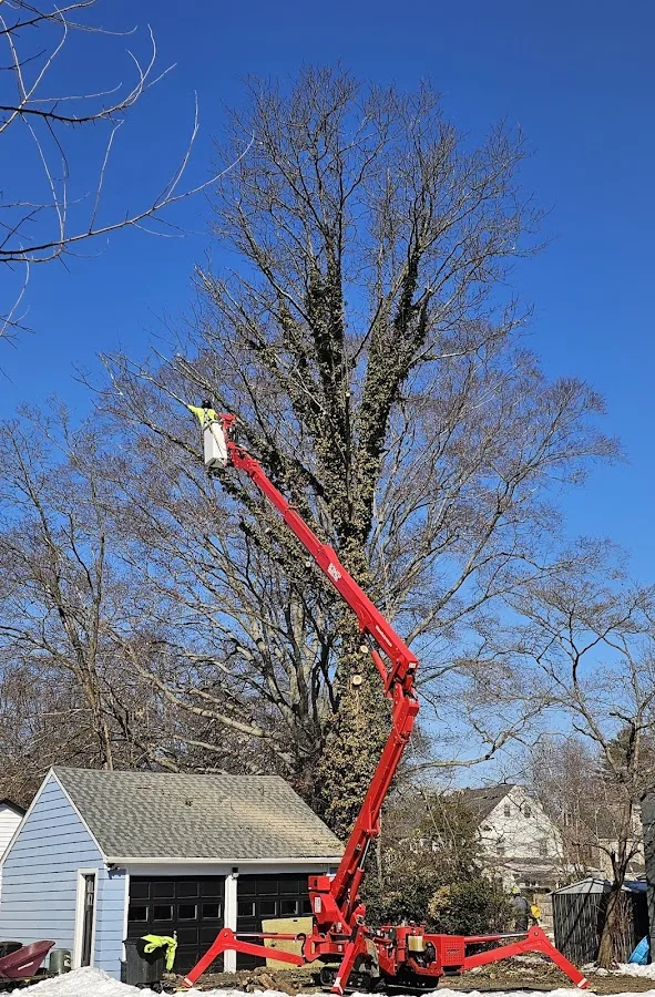 ABOVE GROUND TREE SERVICES