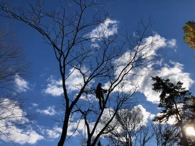 Planning Tree and Shrub Pruning in Shelburne, Vermont