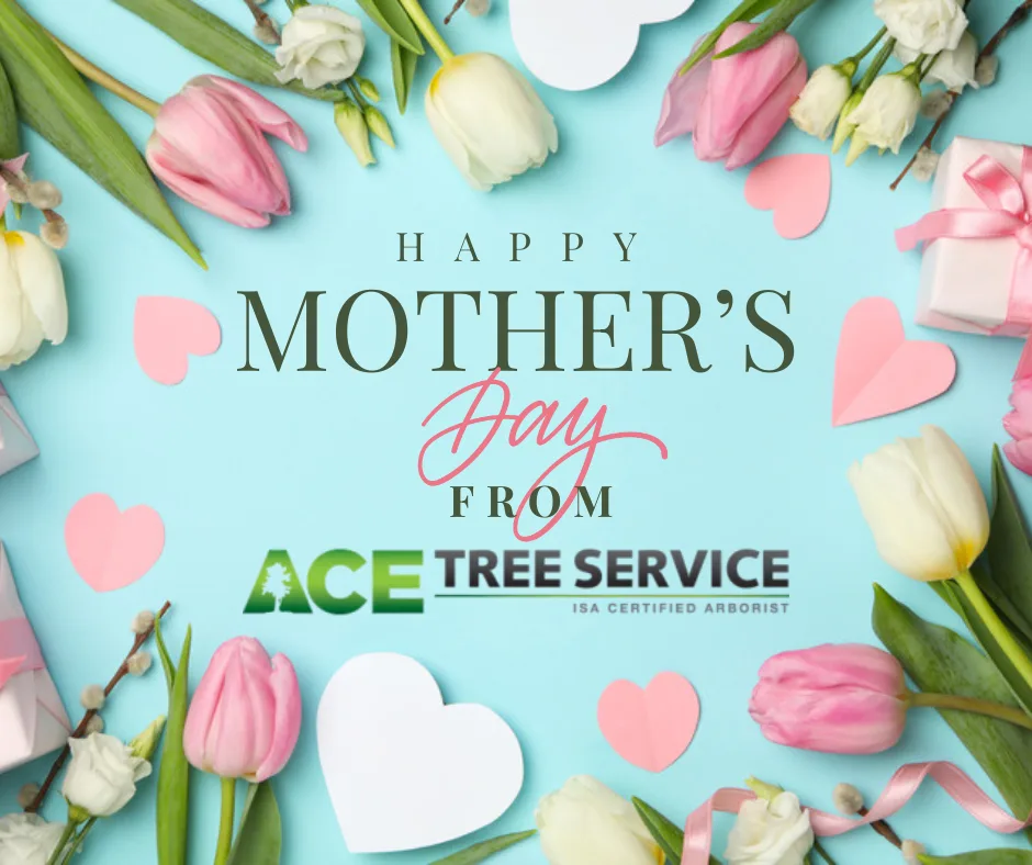 ACE Tree Service