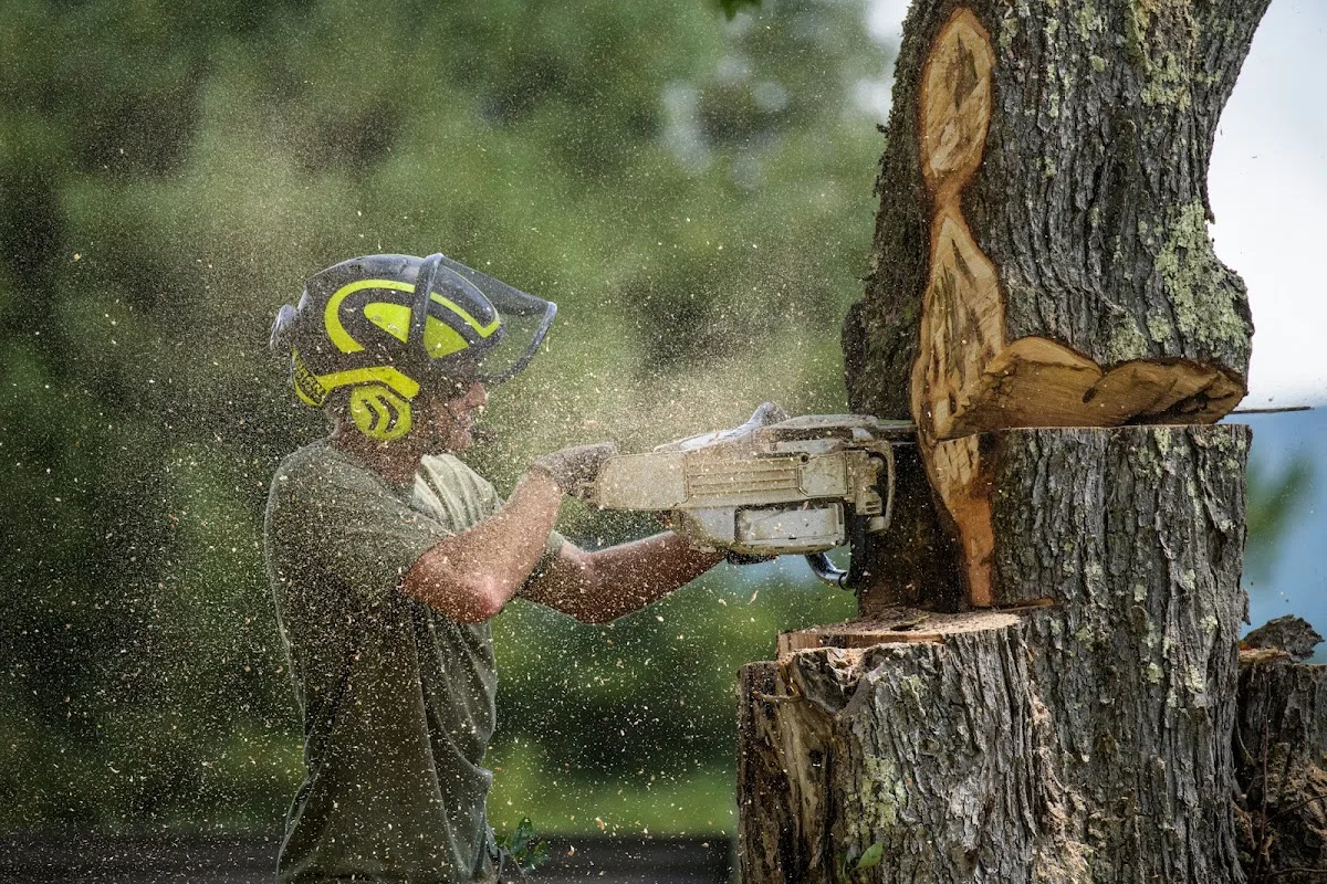 Acer Tree Co. in Waterbury Center: When an Ash Tree Needs an EAB Consultation