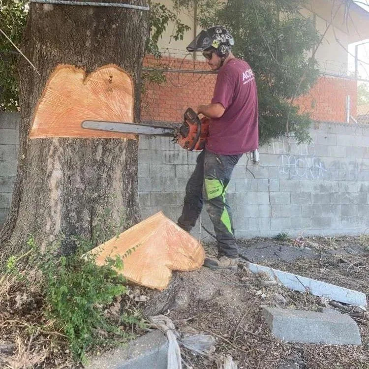 Acorn Arboricultural Services gallery 5