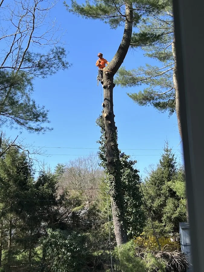Advantage Tree Service gallery 2