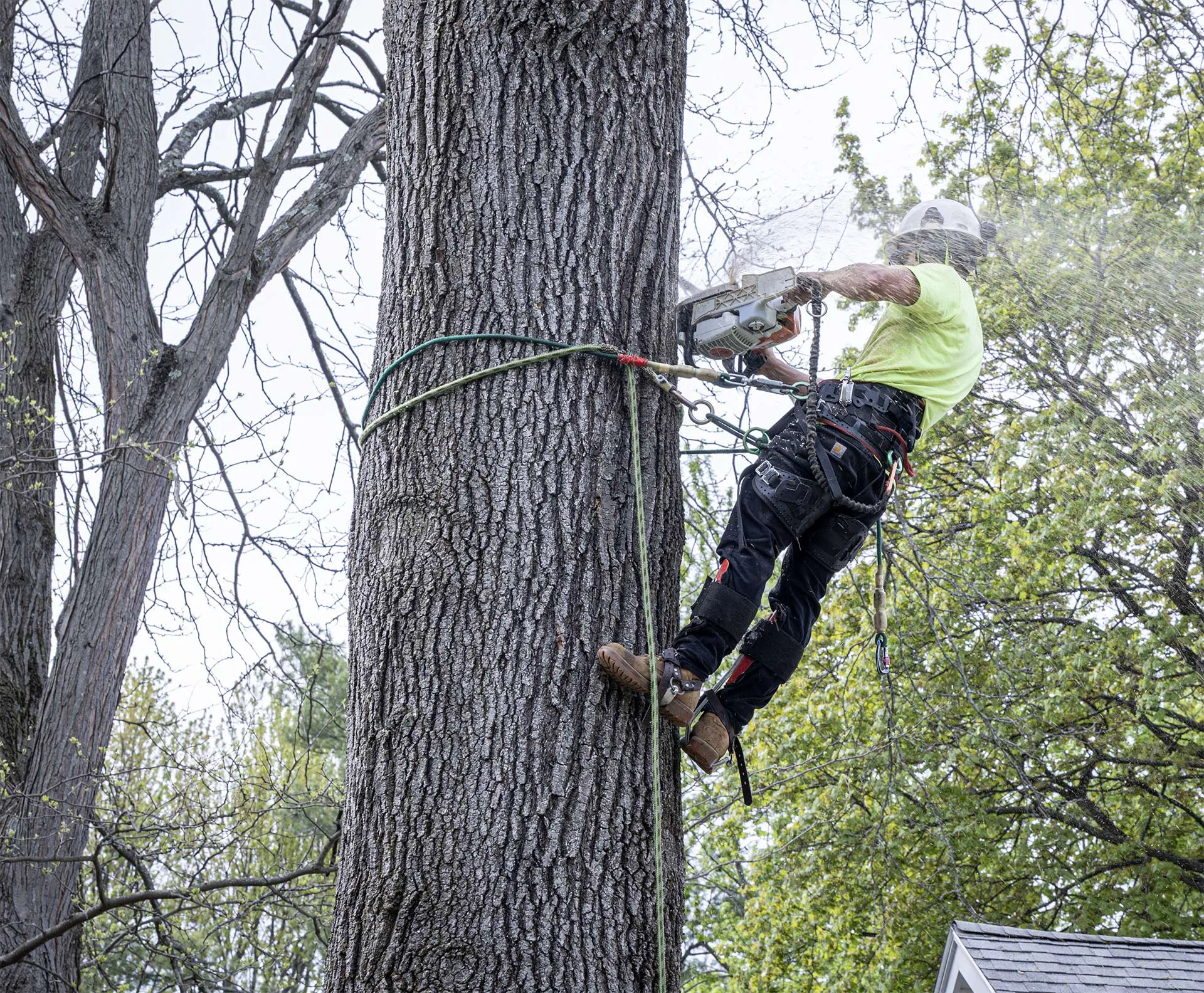Advantage Tree Service gallery 4