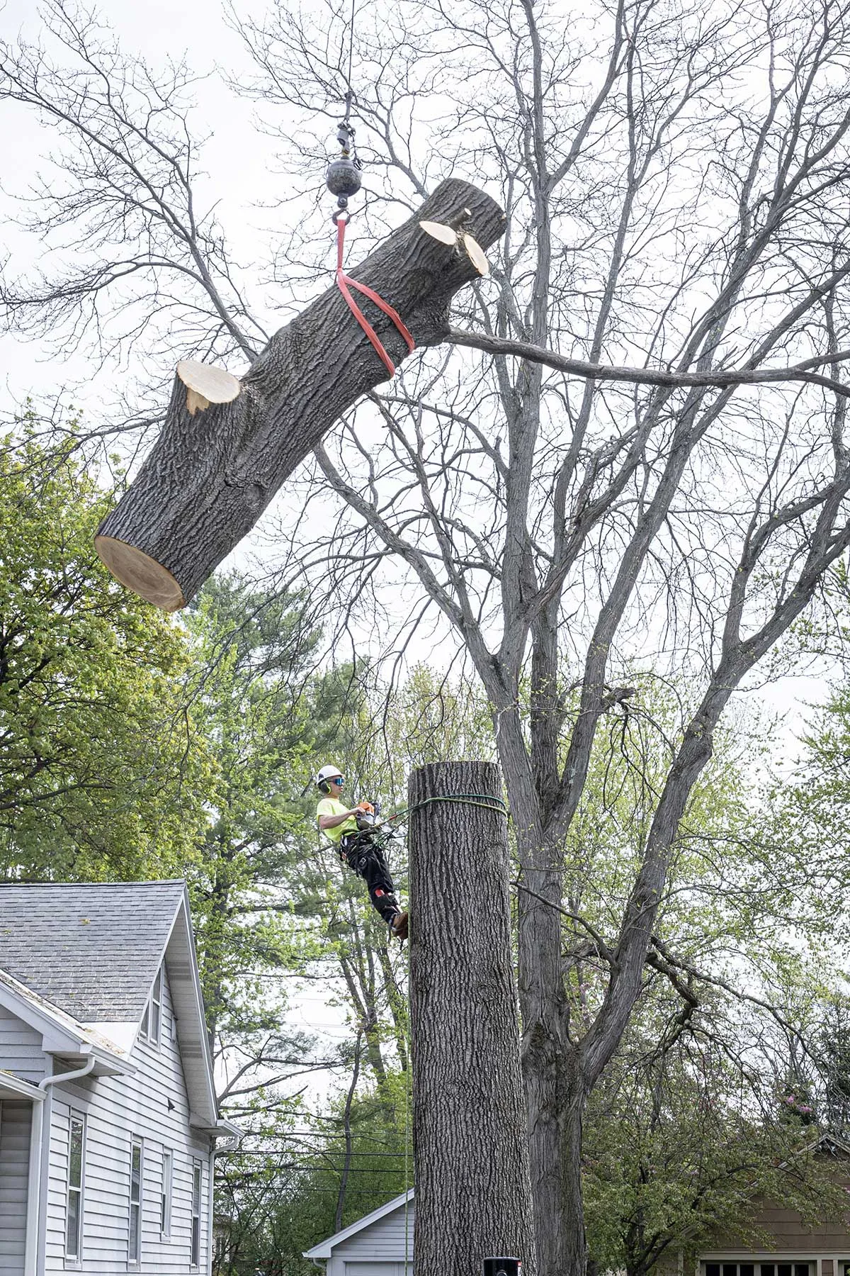 Advantage Tree Service gallery 5