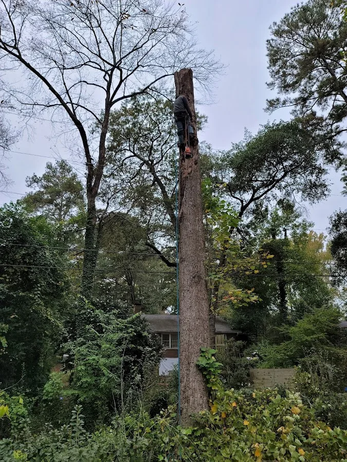 Affordable Carolina Tree Service