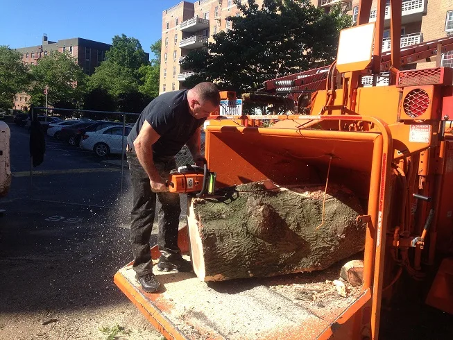 AFFORDABLE Tree Service Bronx, NYC gallery 2