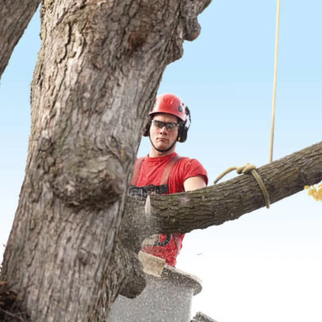 Affordable Tree Service Charlotte gallery 5