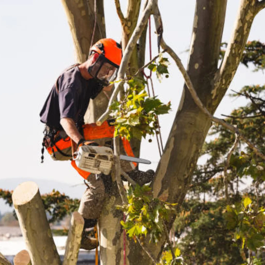 Affordable Tree Service Charlotte gallery 6
