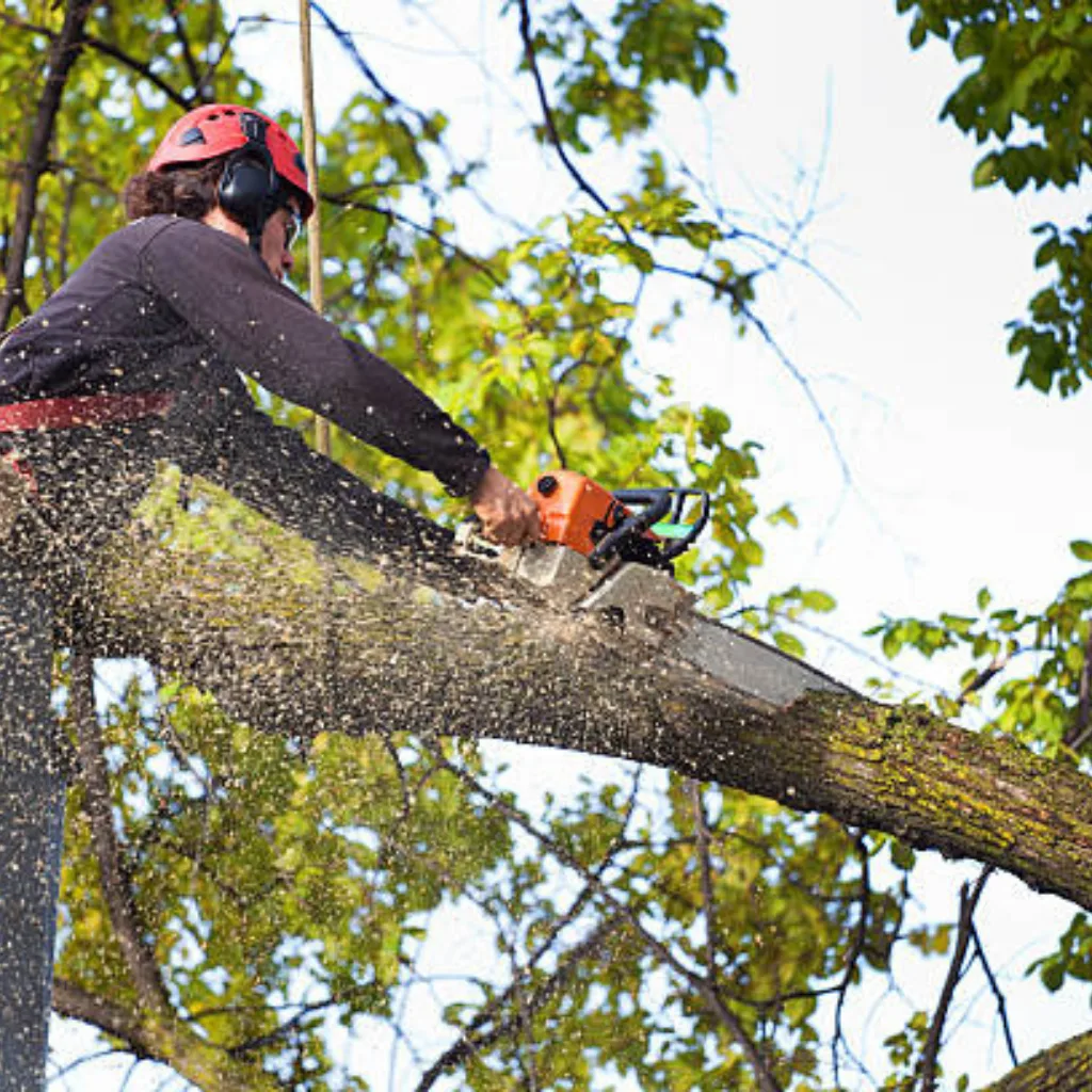 Affordable Tree Service Charlotte gallery 8
