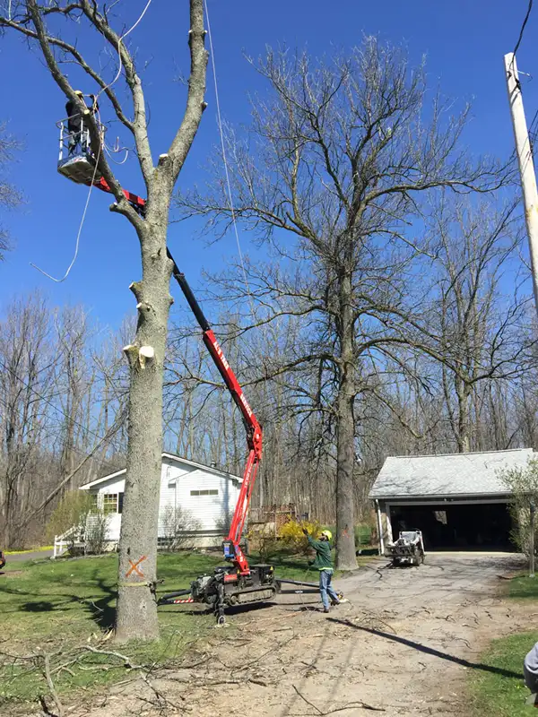 Al's Tree Service gallery 8