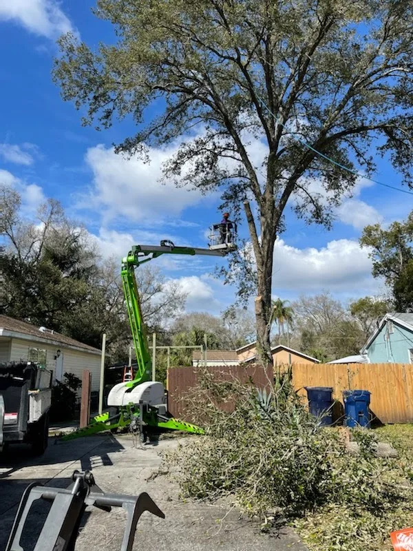 Albert & Ellis Landscaping & Tree Service