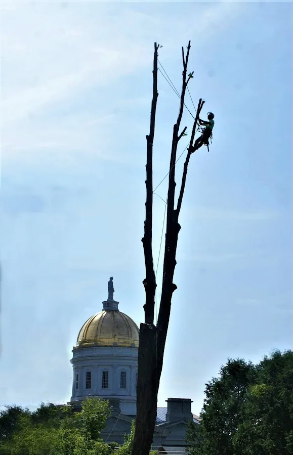 Alexander Tree Service